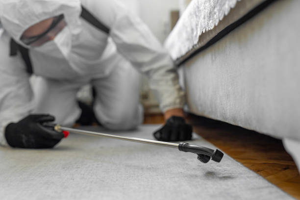 Professional Bed Bug Control technician working in Washington County County, NY